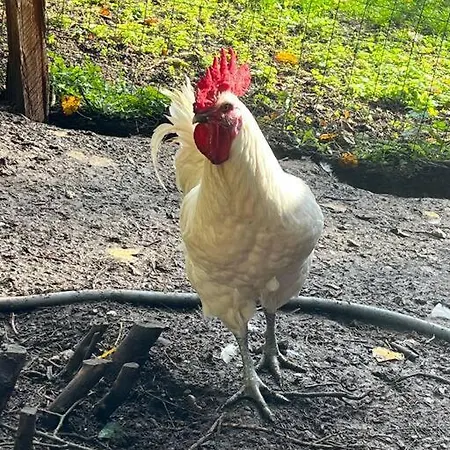 Jolie Maison Pleine De Charme